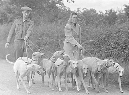 1948 Greyhounds 02