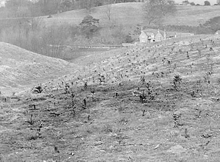 1949 Tree Planting 02
