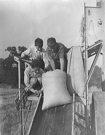 1939 Harvesting 03