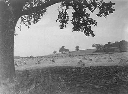 1939 Harvesting