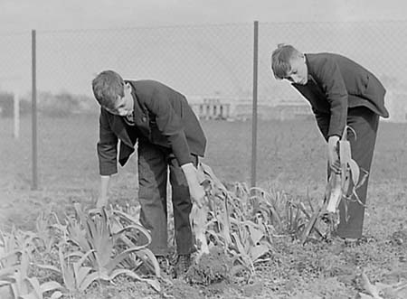 1944 Boy Gardeners 04
