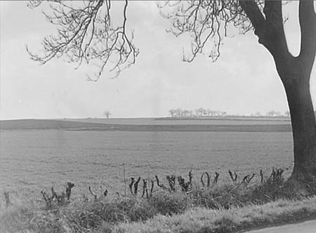 1948 Spring Wheat 01