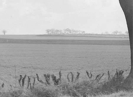 1948 Spring Wheat 02