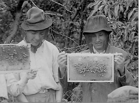 1950 Bee Keepers 02