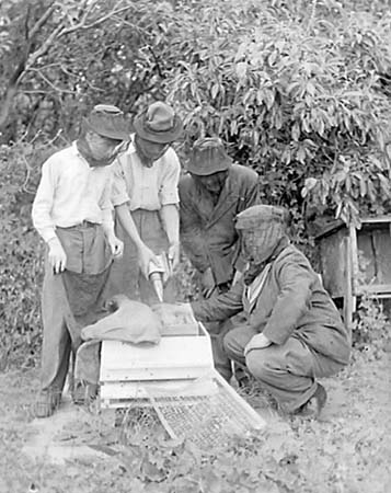 1950 Bee Keepers 03