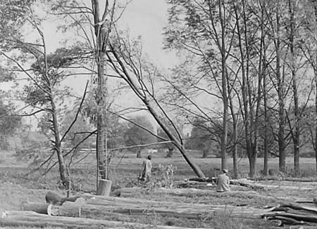 1950 Tree Felling 02