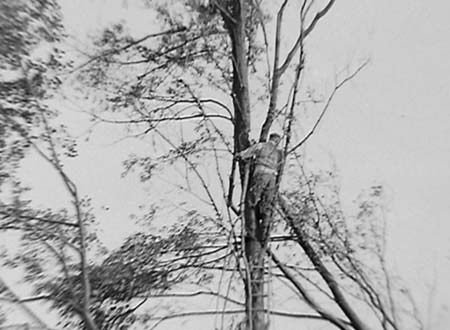 1950 Tree Felling 03