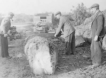 1950 Tree Felling 04