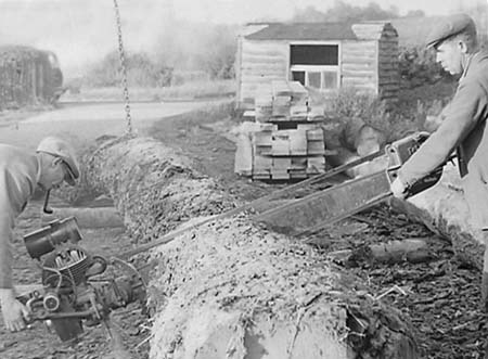 1950 Tree Felling 05