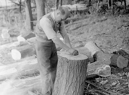 1950 Tree Felling 06