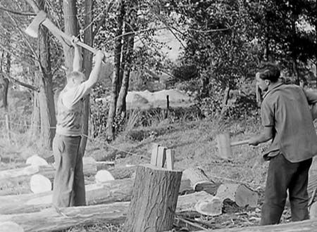1950 Tree Felling 07