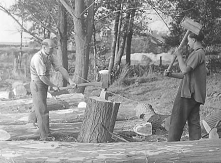 1950 Tree Felling 08