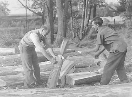 1950 Tree Felling 09