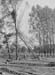 1950 Tree Felling 01