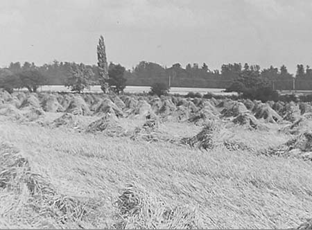 1952 Harvesting 02