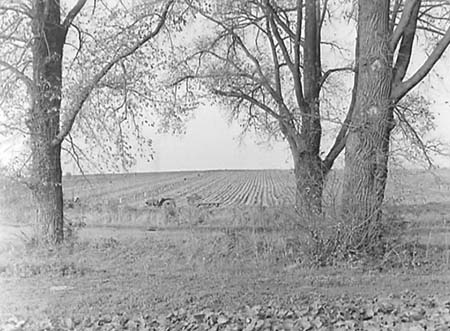 1956 Harvesting 01