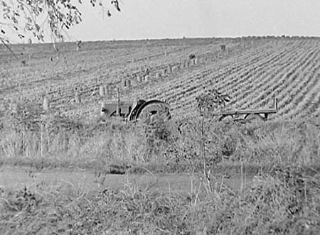 1956 Harvesting 02