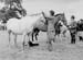 1944 Horse Show 28