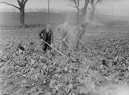 1952 Farming Scenes 04