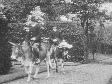  c1900 Cattle