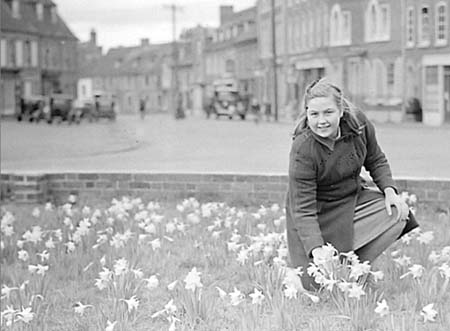 1948 Daffodils 03