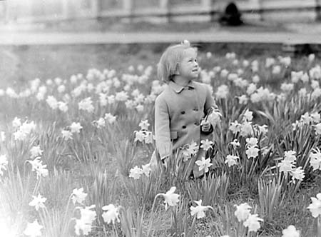 1950 Daffodils 01
