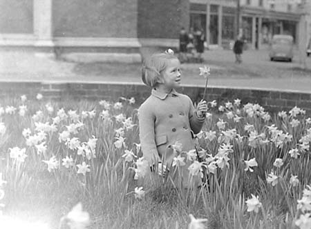 1950 Daffodils 02
