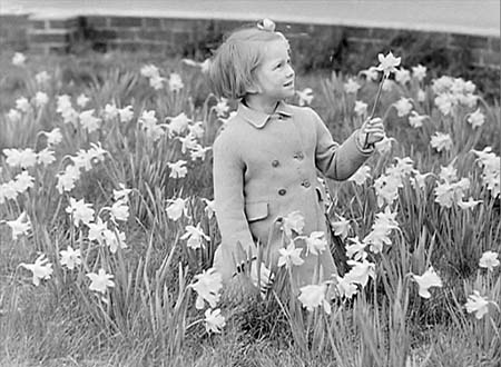 1950 Daffodils 03