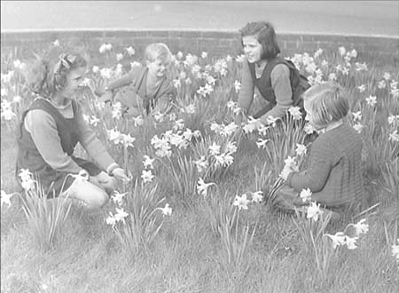 1950 Daffodils 04