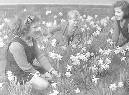 1950 Daffodils 06