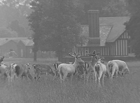 1953 Park Deer 04