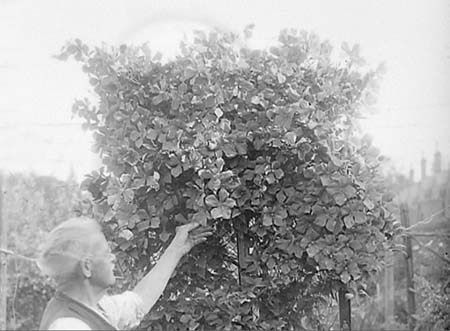 1950 Giant Clematis 02