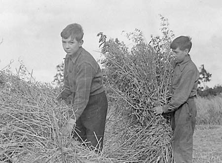 1946 Harvesting 05