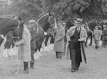 Shire Horses 04