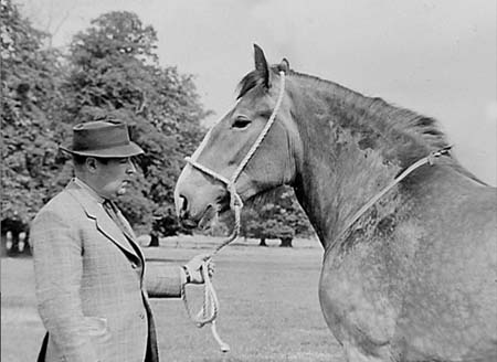 Shire Horses 09