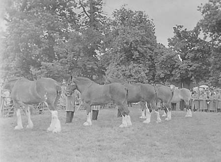 Shire Horses 01