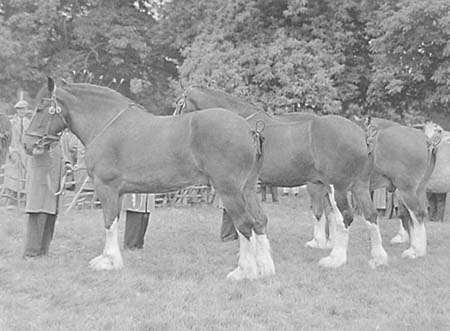 Shire Horses 02