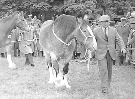 Shire Horses 04