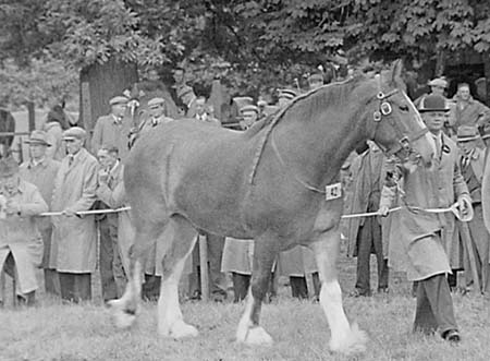 Shire Horses 05