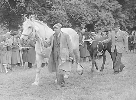 Shire Horses 06