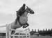 Showjumping 01