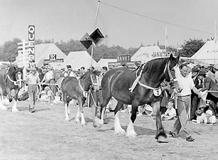 Heavy Horses 03