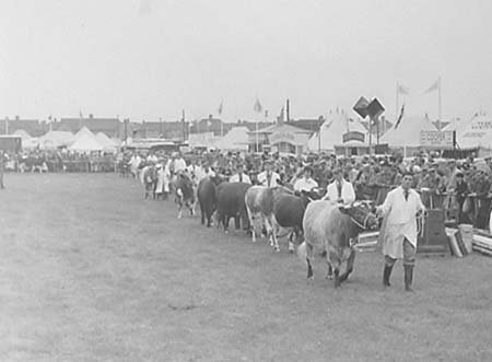  Cattle Parade 05