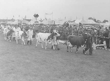  Cattle Parade 07