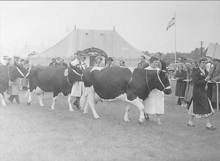  Cattle Parade 09