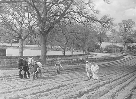 1950 Potato Planting 01