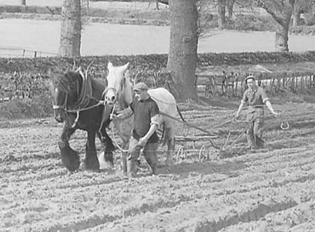 1950 Potato Planting 02