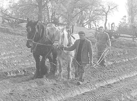 1950 Potato Planting 05