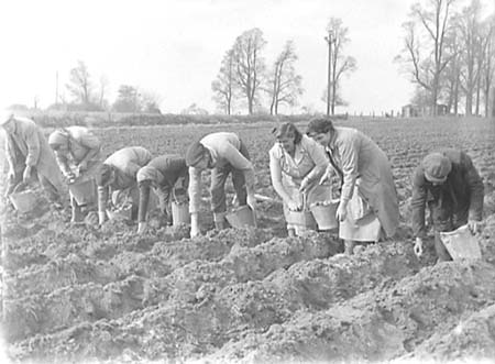 1953 Potato Planting 01
