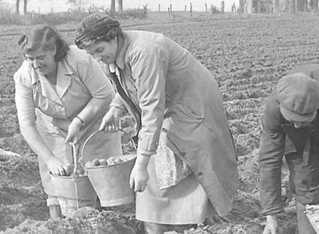1953 Potato Planting 02